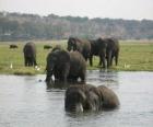 Группа слонов в пруду в саванне